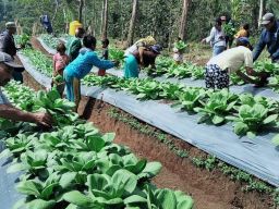 Panen Perdana, Kelompok Tani Hortikultura Poco Leok NTT Binaan PLN Raup Keuntungan Besar