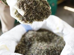 Di COP28 Dubai, PLN-Kemenkomarves Luncurkan Program STAB dan PERTIWI, Kembangkan Biomassa di Tanah A