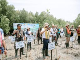 PLN Tanam Ribuan Mangrove, Rehabilitasi Pesisir Tanah Merah dan Menipo di NTT