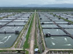Perusahaan Tambak Udang di Maluku Berhasil Efisiensi Rp123 Juta Lebih per Hari Berkat Listrik PLN
