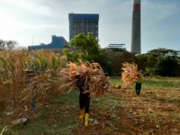 Hari Kesaktian Pancasila, PLN Sulap Limbah Jagung Jadi Listrik, Petani Tuban Dapat Tambahan Penghasilan