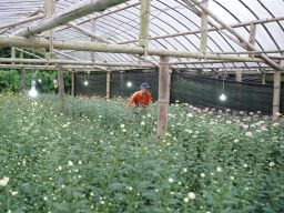 Listrik untuk rakyat, Electrifying Agriculture PLN Tingkatkan Produktivitas Petani Bunga Krisan di Tomohon