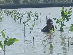 Prestasi PLN UIP JBTB dalam Peringatan Hari Bumi, Hijaukan Pesisir Gresik Lewat Penanaman 20.000 Bibit Mangrove
