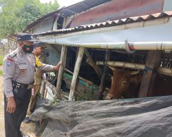 Gerakan 303 Bhabinkamtibmas Polres Lamongan Cegah Penularan PMK