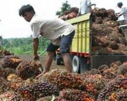 Presiden Jokowi Diapresiasi Petani Sawit Indonesia Usai Cabut Larangan Ekspor