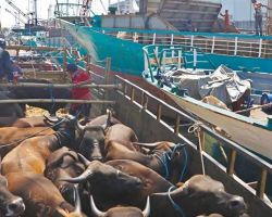 Ditpolairud Polda Jatim Lakukan Pengawasan Peredaran Hewan Ternak Melalui Dermaga