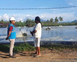 Listrik Andal PLN Tingkatkan Produksi Tambak Udang Terbesar di Singkawang