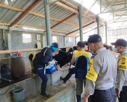 Bersama Vaksinator, Polres Batu Terjunkan Bhabinkamtibmas Gelar Vaksinasi Hewan Ternak