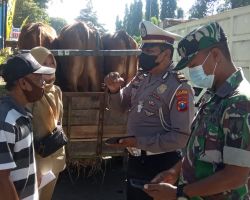 Lakukan Pemeriksaan Hewan Ternak, Pemkab Bersama Polres Bondowoso Cegah PMK