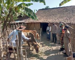 Antisipasi Penyebaran PMK, Polresta Mojokerto Gencar Vaksinasi Hewan Ternak