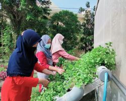 Galakkan Electrifying Agriculture, PLN Bantu Usaha Hidroponik Masyarakat Surabaya