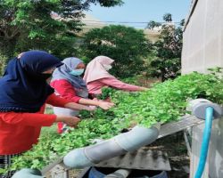 Produktivitas Pertanian Melesat Berkat Layanan Listrik Hebat