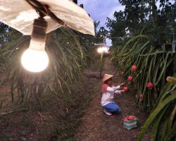 Listrik Hadir di Sektor Pertanian, 193.058 Petani dan Peternakan Rasakan Manfaatnya