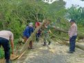 Respon Cepat Polisi Bersama TNI dan BPBD Tangani Pohon Tumbang, Lalulintas Kembali Normal