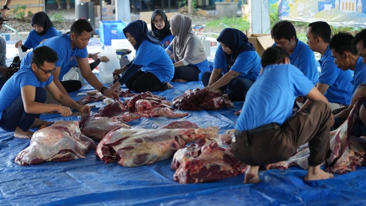 “Memperingati Hari Raya Idul Adha 1445 H, PT PLN (Persero) UIP JBTB Gelar Penyembelihan dan Penyalur