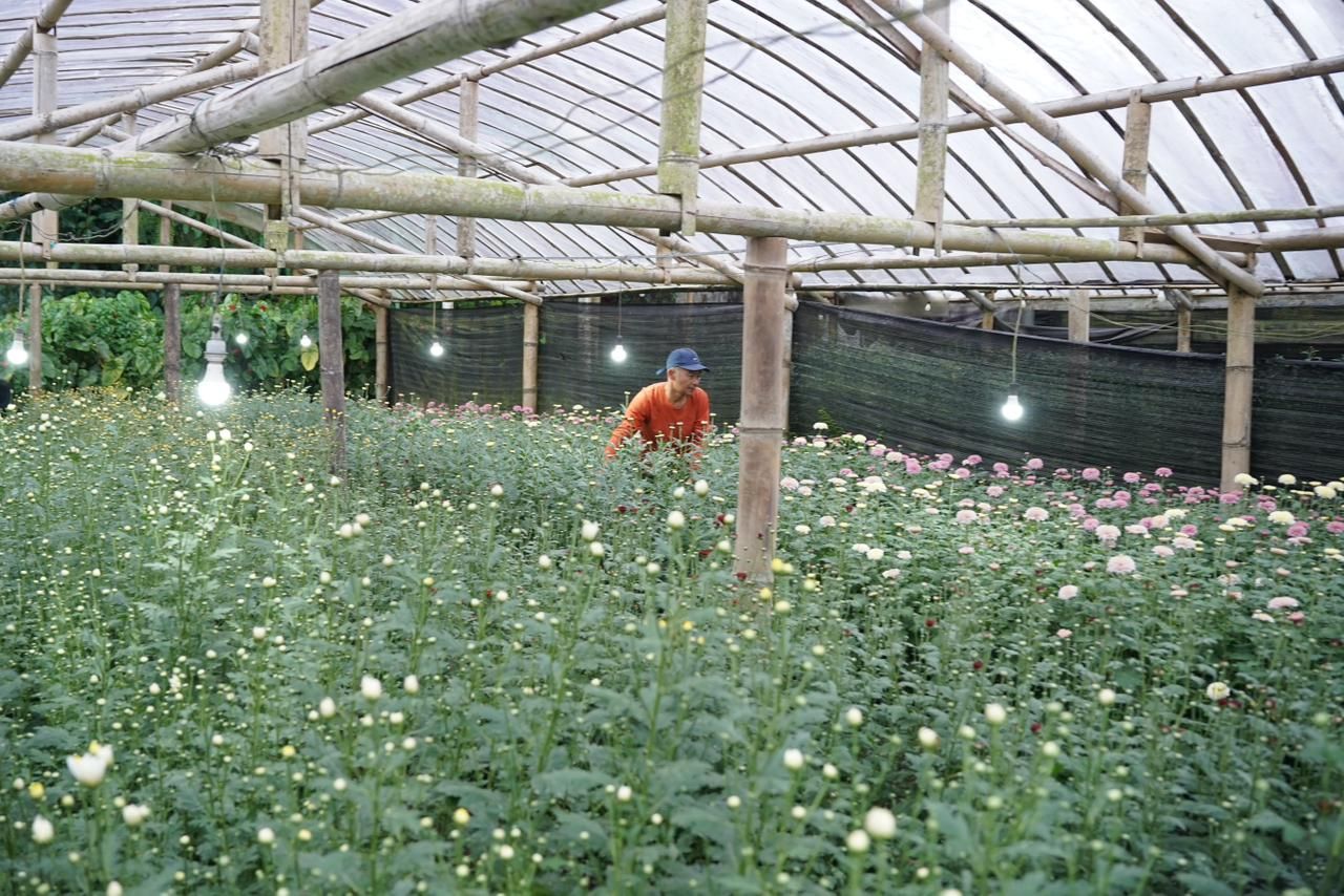 Listrik untuk rakyat, Electrifying Agriculture PLN Tingkatkan Produktivitas Petani Bunga Krisan di Tomohon