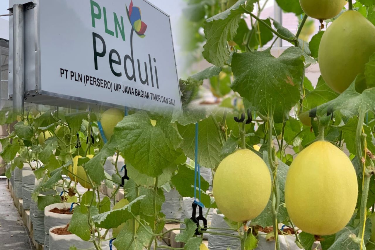 Wujudkan Ketahanan Pangan, PLN UIP JBTB Dorong Budidaya Melon Hidroponik